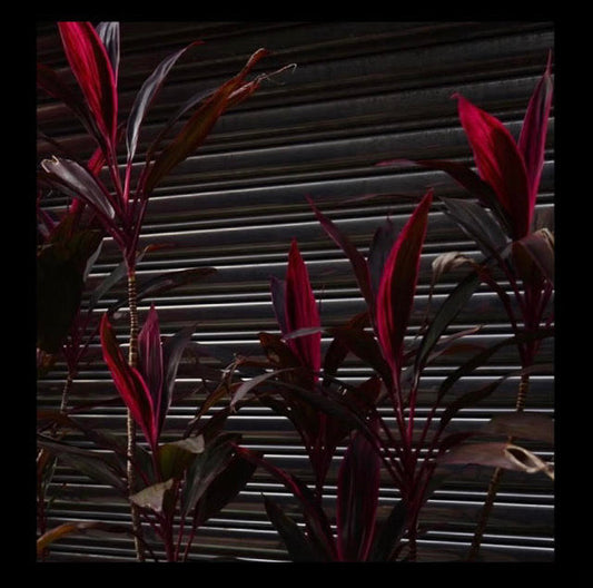 Fine Place : This New Heaven (LP, Album)